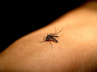 Dengue em Unaí: falta inseticida, e notificações aumentam